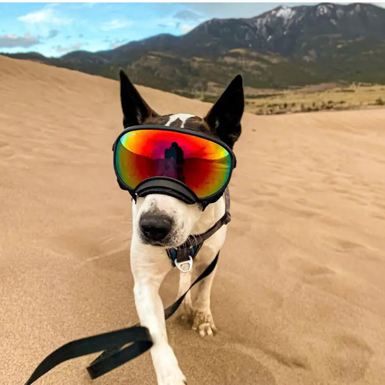 Fashionable Dog Skiing Goggles for Unique Style